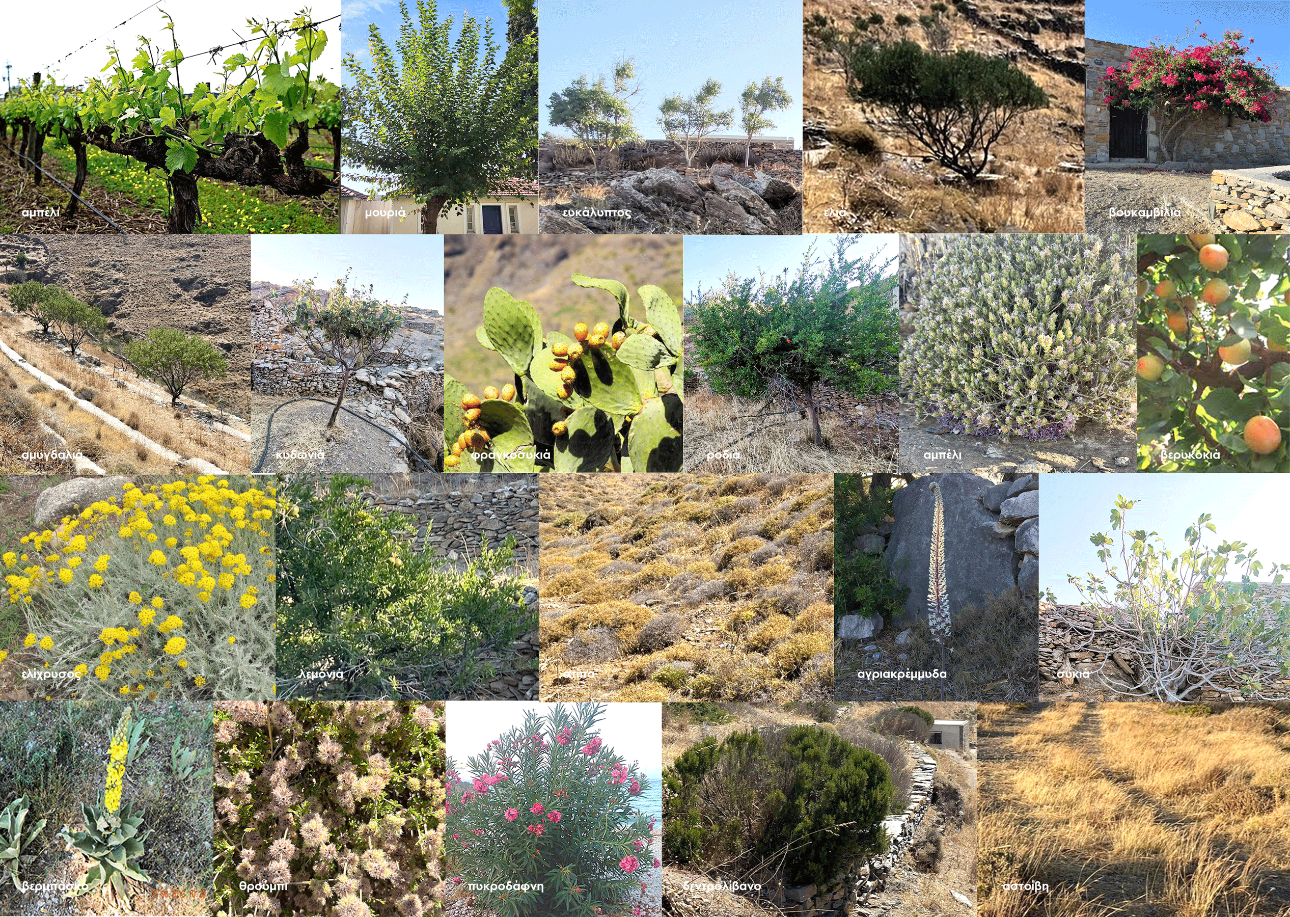 260618_KYTH_es_vegetation-photos-w